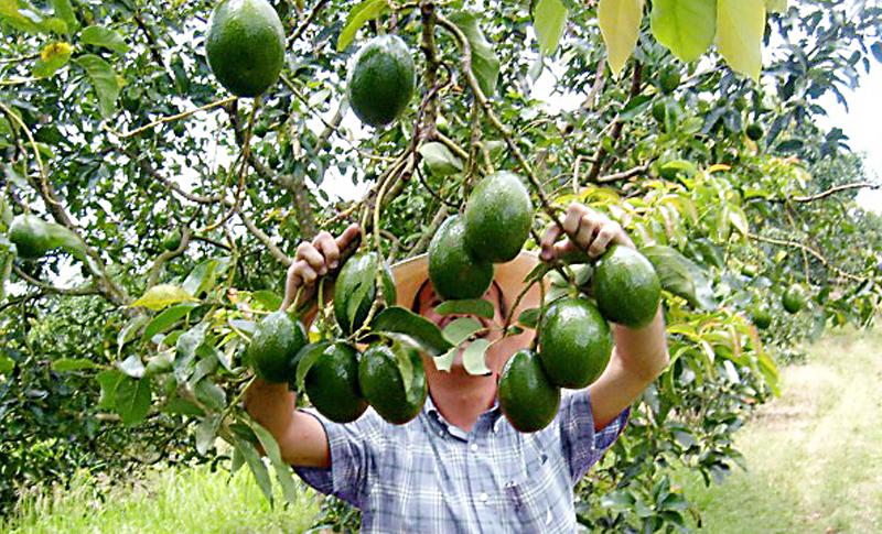 Proyectan Cultivar Mil Manzanas De Aguacate Este A O Stn Honduras