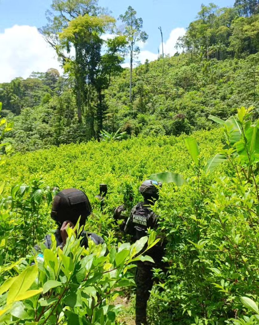 En Colón 180 mil plantas de coca son aseguradas por la PMOP STN HONDURAS