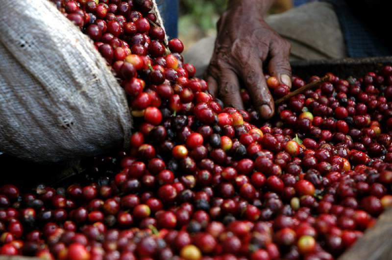 Exportación de café genera más de $ 263 millones