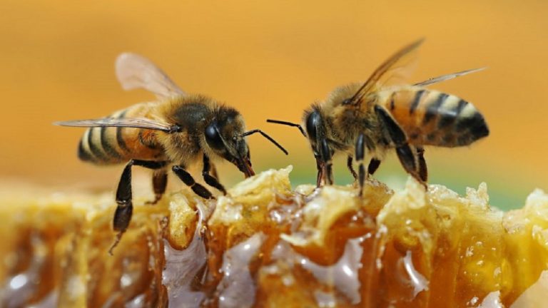Declaran a la abeja como el ser vivo más importante de la Tierra