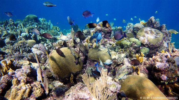 El cambio climático asfixia y deteriora el Arrecife Mesoamericano