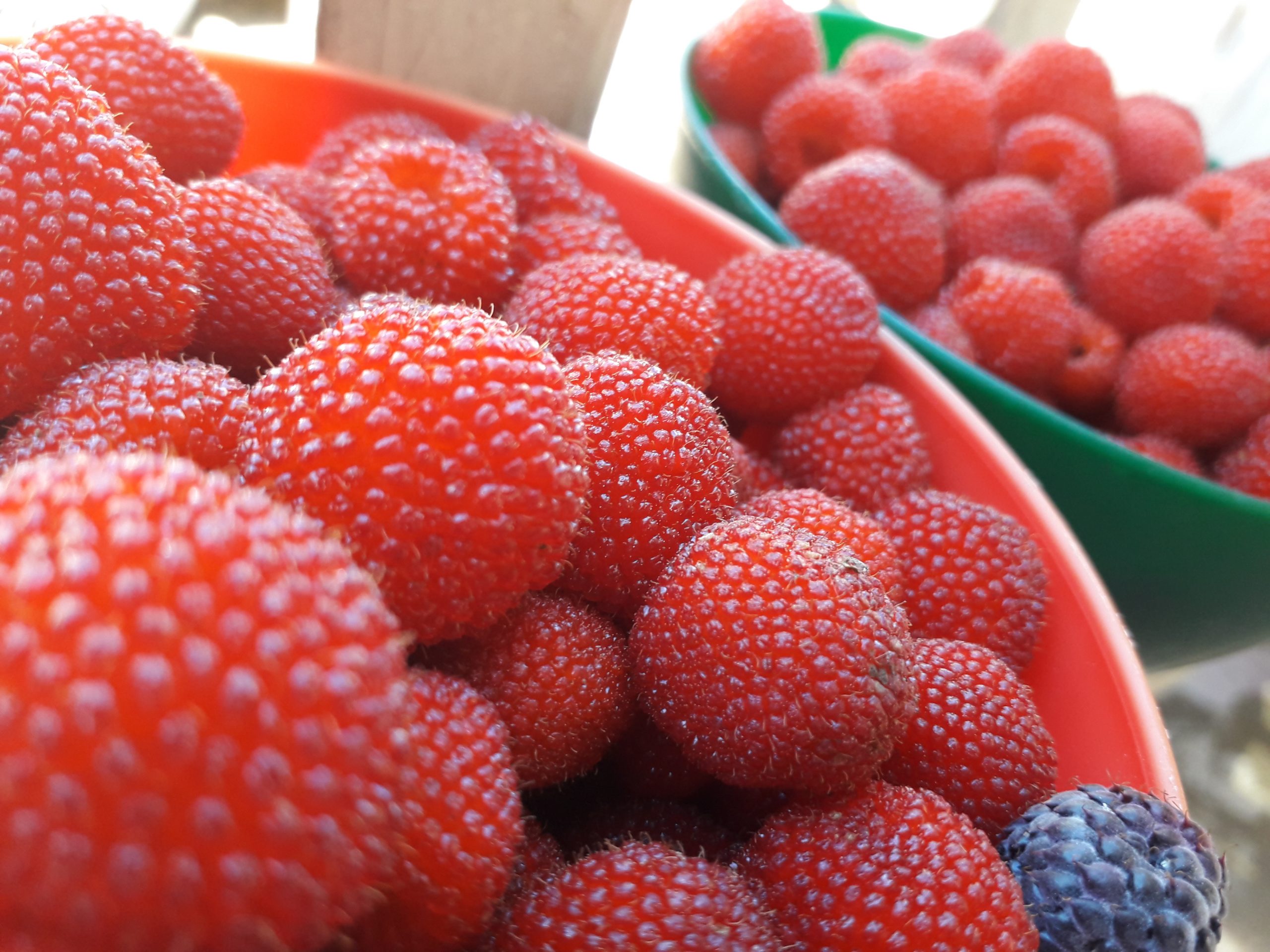 Fresas, propiedades y beneficios nutricionales