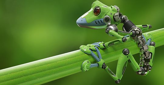 “Xenobots”: los primeros robots vivos creados a partir de células madre de rana