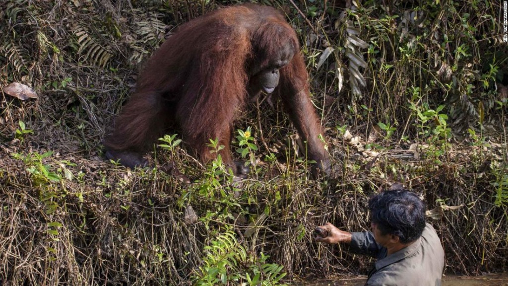 Este orangután vio a un hombre vadear en agua infestada de serpientes y decidió ofrecer una mano amiga