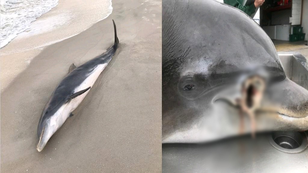 EEUU: Buscan responsable que apuñaló y asesinó a varios delfines en Florida