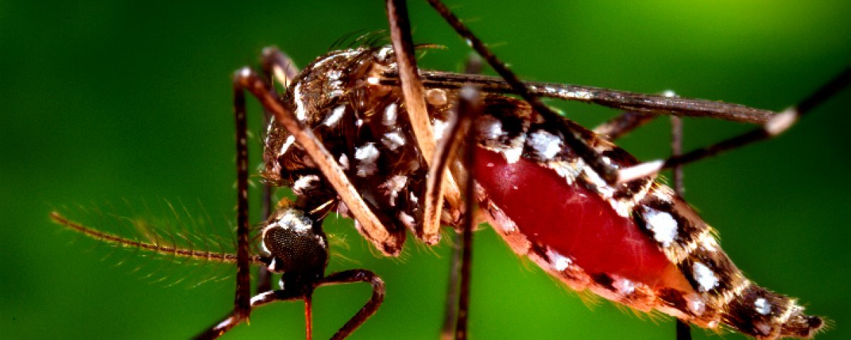 En Cortés: Contratarán más personal médico para atención del dengue 