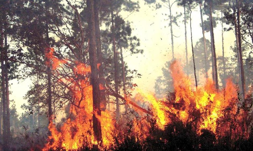 En lo que va del año 35 incendios en bosques nacionales se han presentado a nivel nacional
