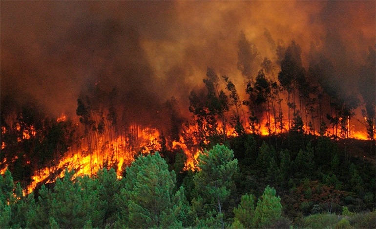 Luis Berríos: «La población aún no ha entendido que hay que cuidar los bosques»