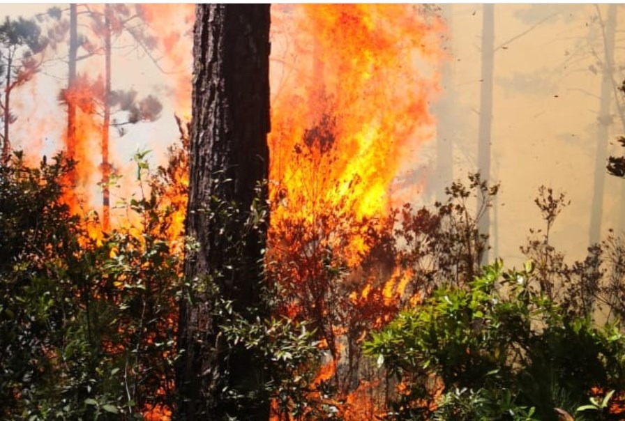 Más de 500 campesinos se unen para sofocar incendio en Opalaca