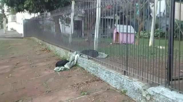 Perro con casa le comparte de su cobija a través de una reja a un perrito callejero