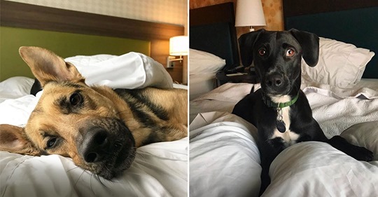 Hotel permite a los huéspedes compartir con perros durante su estadía y adoptarlos