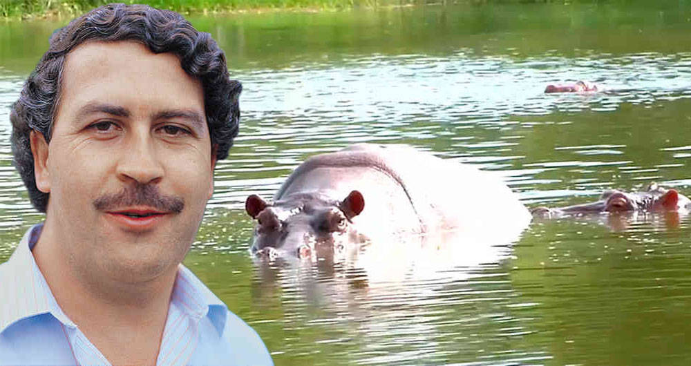 Descubren que los hipopótamos de Pablo Escobar hacen bien al ecosistema en Colombia