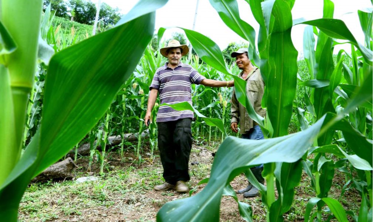 Pequeños agricultores continúan cultivos en Copán