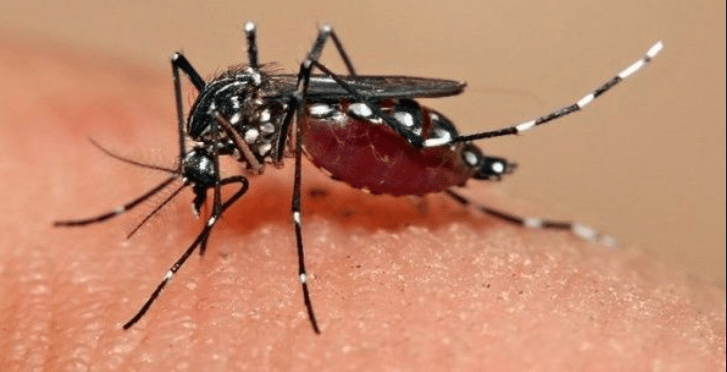 Suben a 9 las muertes confirmadas por dengue