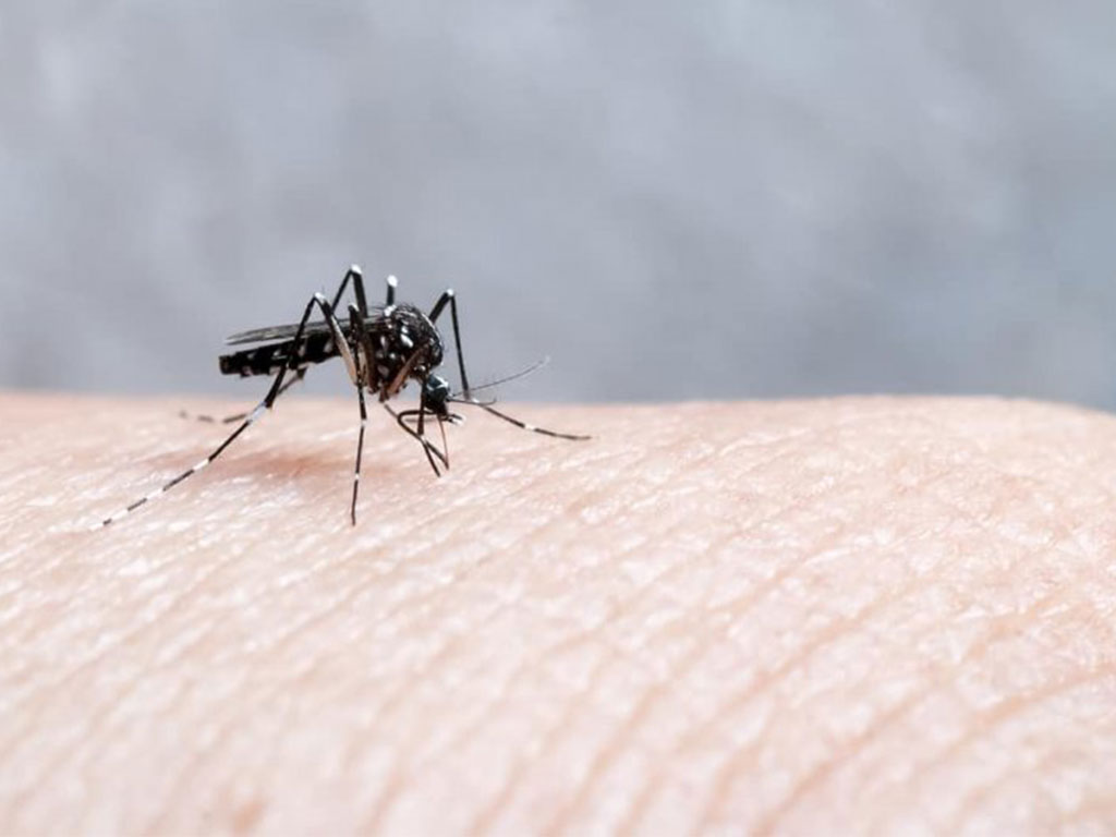 Más de 6,000 sube incidencia de casos de dengue con relación a 2019