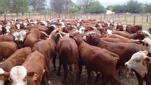 Fenagh: Exportación de carne bovina supera los $14 millones