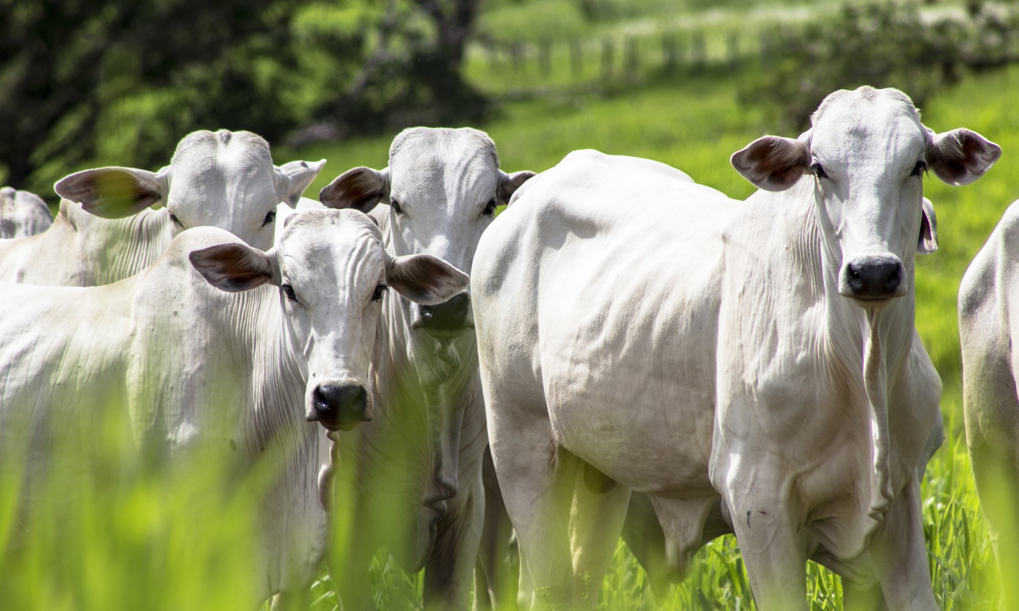 Anabelle Gallardo: Toque de queda afecta al sector agroalimentario