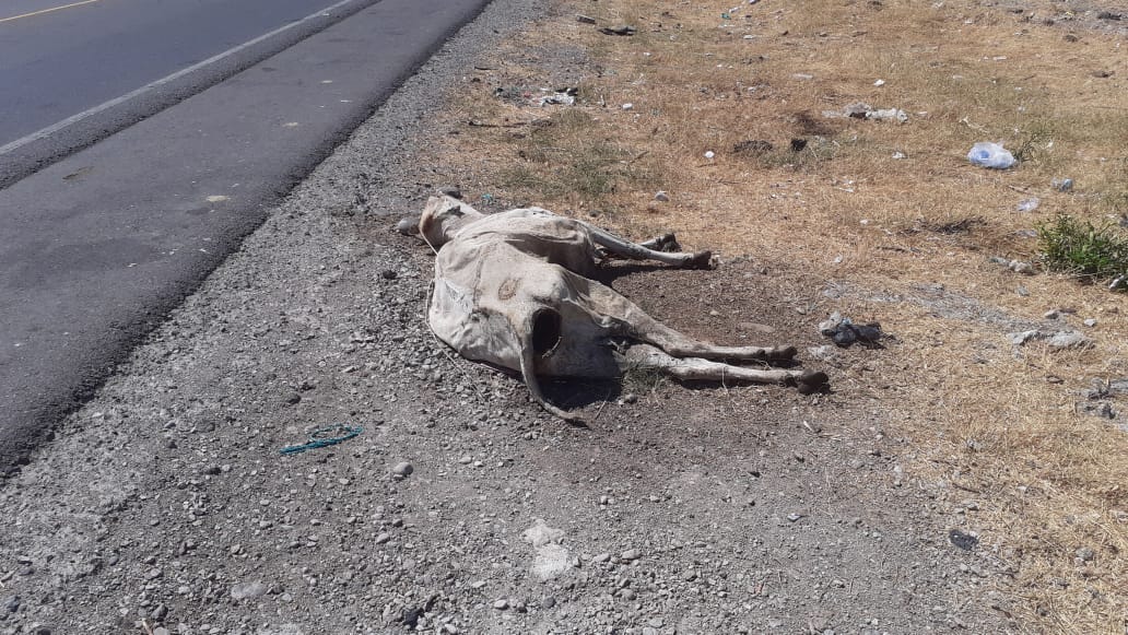 Por la falta de agua y comida muere el ganado en Choluteca