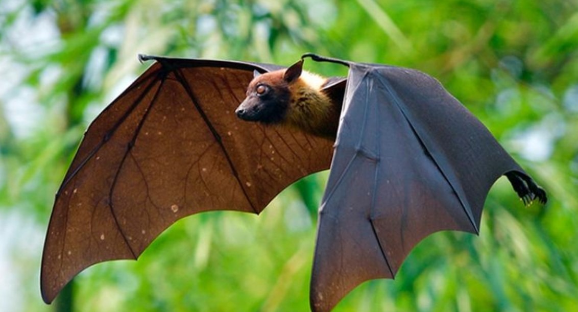 Murciélagos se cree serían los responsables de la pandemia del Covid-19