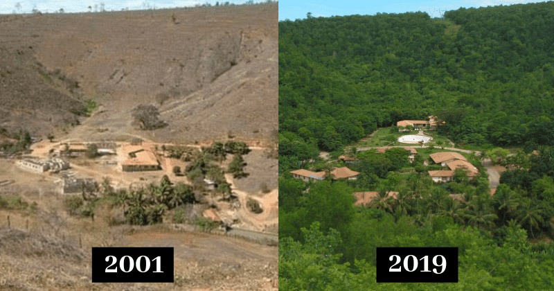 Pareja plantó 2 millones de árboles en 20 años para restaurar un bosque