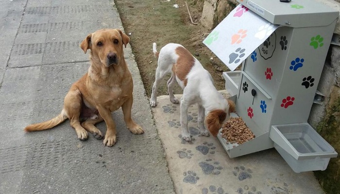 Mexicana crea croquetas anticonceptivas para perros callejeros