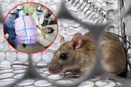 China reporta muerte por hantavirus, enfermedad transmitida por roedores