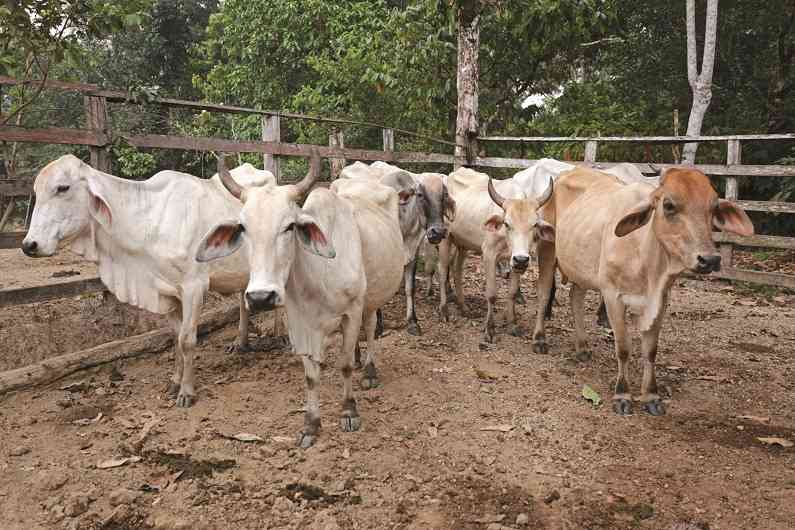 Síndrome de vacas flacas ataca el ganado en Olancho