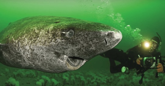 Científicos descubrieron un tiburón vivo de 512 años