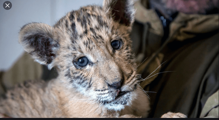 Tigresa de un zoológico de Nueva York contrae coronavirus