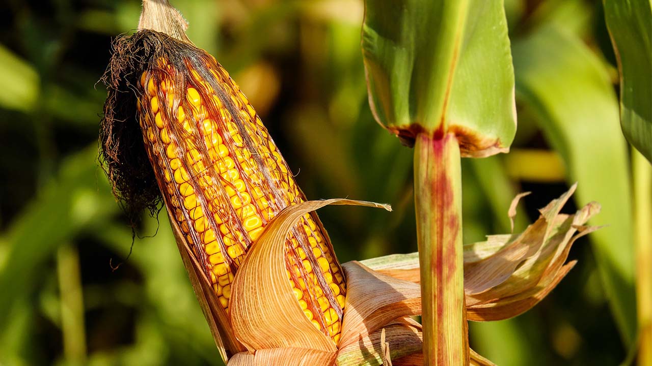 SAG anuncia la entrega de unos L.150 millones en bono de postrera 