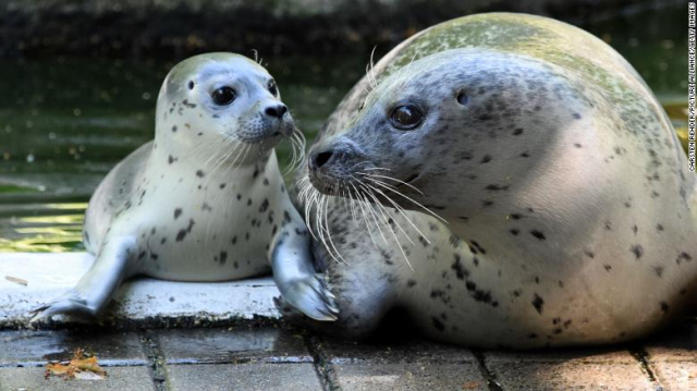 Zoológico tendría que sacrificar algunos de sus animales para alimentar a otros