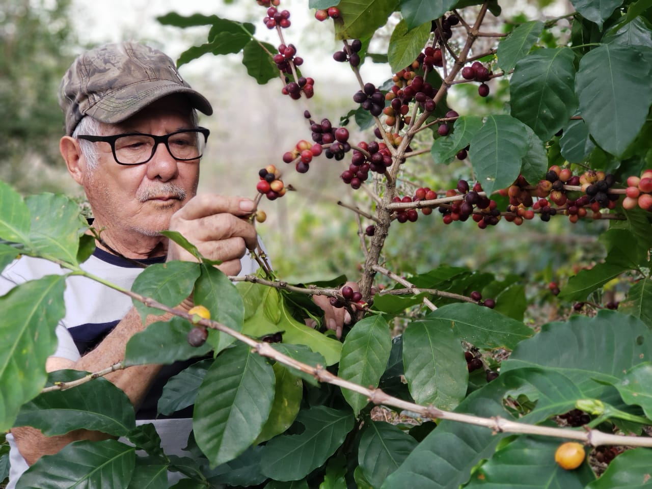 Gobierno listo para entrega de Bono Cafetalero y de Solidaridad Productiva Gobierno listo para entrega de Bono Cafetalero y de Solidaridad Productiva