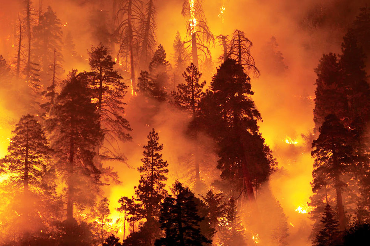 Unas 27 mil hectáreas de bosque han afectado 549 incendios forestales este año