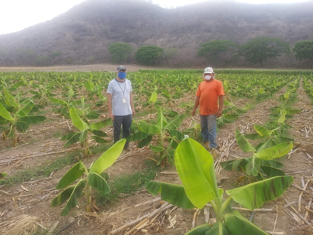 Ante pandemia: Obras Kolping Internacional genera empleos con la diversificación de productos agropecuarios en El Paraíso Ante pandemia: Obras Kolping Internacional genera empleos con la diversificación de productos agropecuarios en El Paraíso