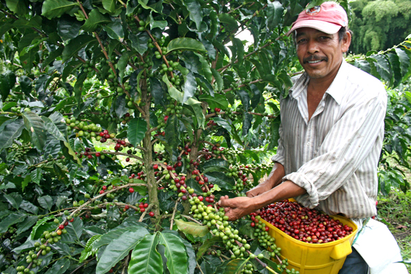IHCAFE:  Estamos trabajando para fertilizar las fincas de unos 91,000 productores de café  