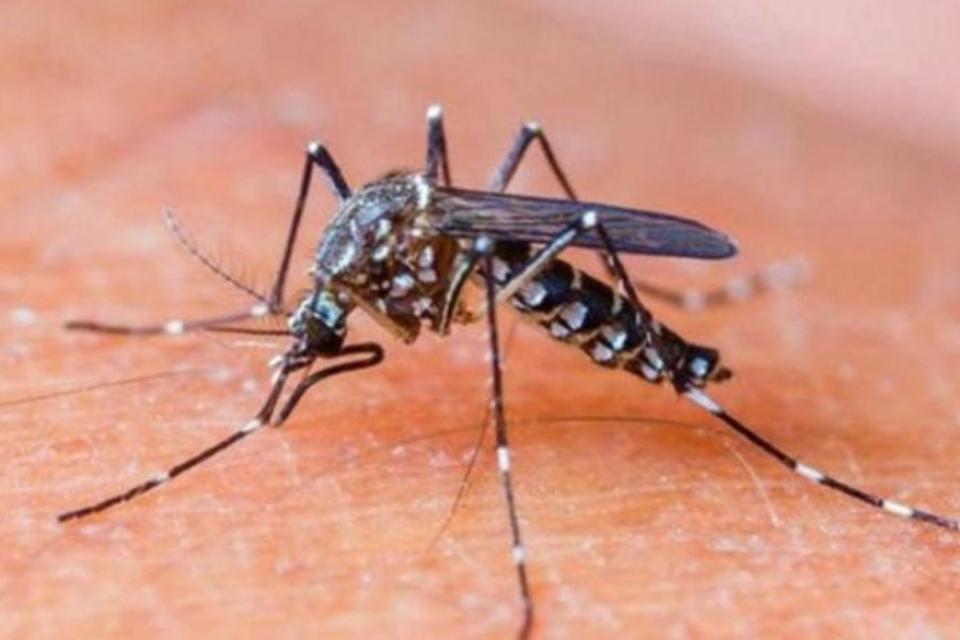 Se declara alerta máxima por dengue en Honduras