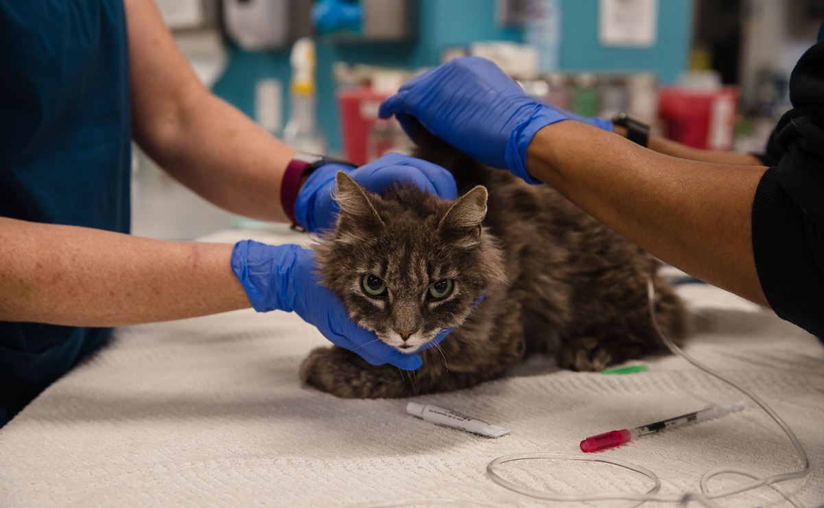 Dos gatos dieron positivo por coronavirus en Nueva York: son las primeras mascotas infectadas en EEUU