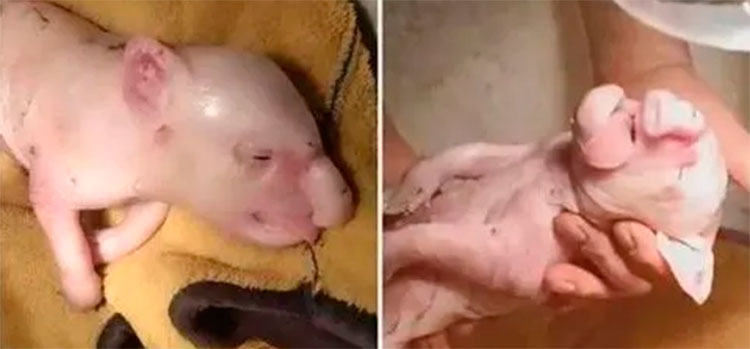 Insólito, nace cerdo con trompa de elefante en China