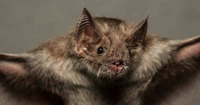 Conozca los beneficios que los murciélagos brindan al planeta Conozca los beneficios que los murciélagos brindan al planeta