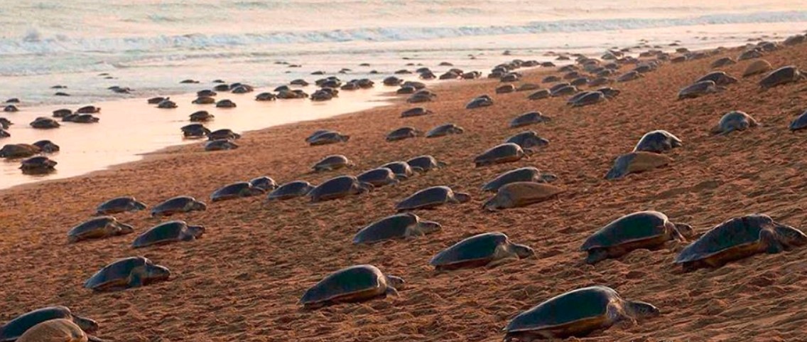 Tortugas vuelven a las playas ante ausencia de personas por Coronavirus