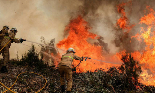 Más de 14,000 hectáreas de bosque han afectados 342 incendios forestales