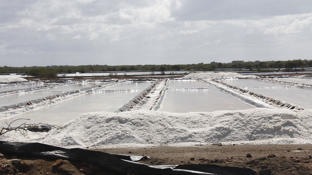 En el sur: Producen más de 1.3 millones de quintales de sal