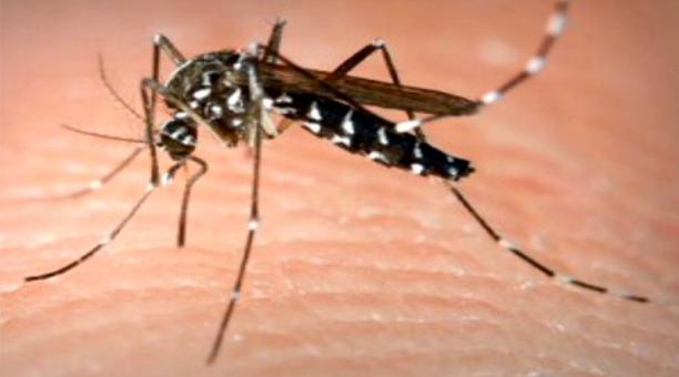 Dc. Gustabo Urbina: En la semana número 17 tenemos un total de 11665 casos de dengue en el país