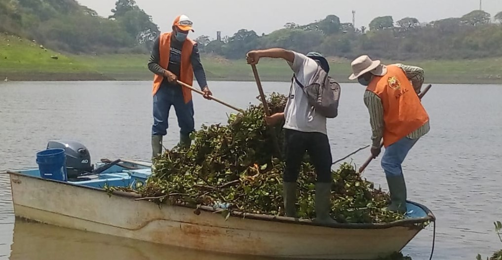 Alcaldía y SANAA limpian lirio acuático de represa Los Laureles