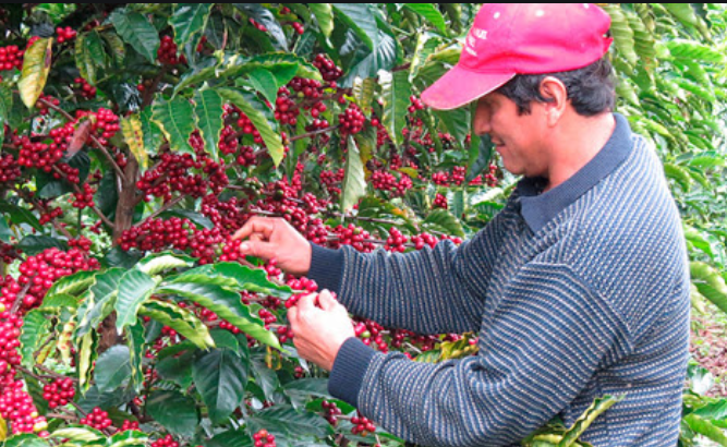 El sector cafetalero es prioridad nacional, afirma el presidente Hernández