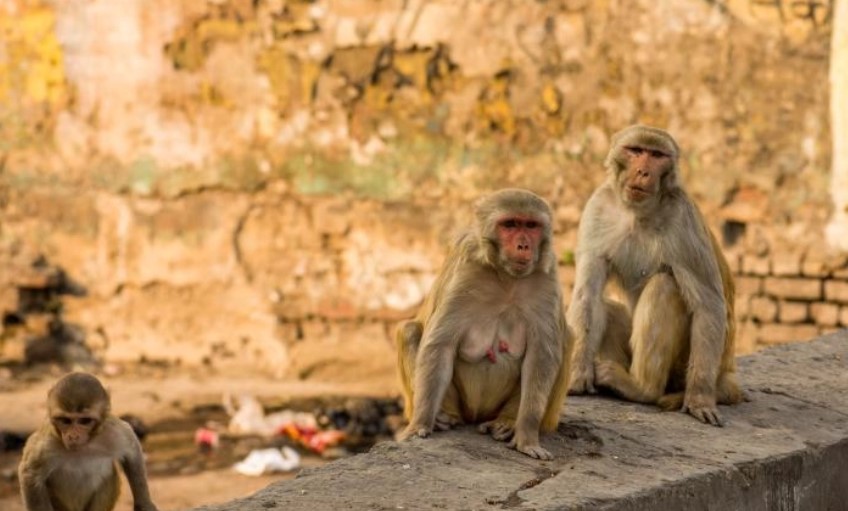 Monos se llevan muestras de sangre de pacientes sospechosos de covid-19 en la India