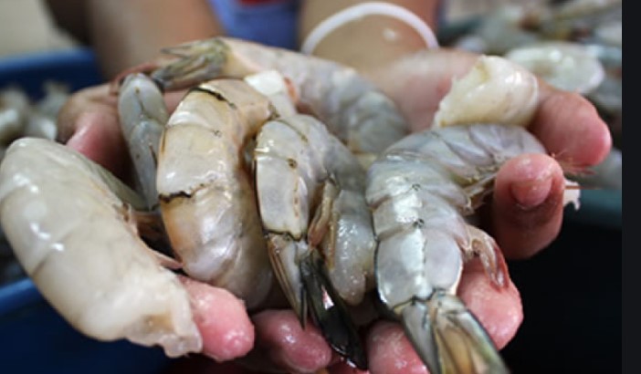 Camaroneras mantiene números aceptables en exportaciones y empleos Camaroneras mantiene números aceptables en exportaciones y empleos