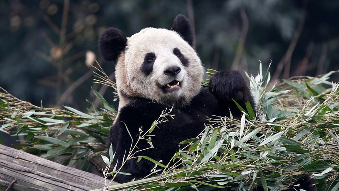 Zoológico canadiense devolverá a China dos pandas debido a la escasez de bambú provocada por el coronavirus Zoológico canadiense devolverá a China dos pandas debido a la escasez de bambú provocada por el coronavirus