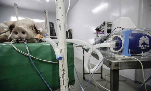 Costa Rica prueba ventilador en cerdos para posible uso en coronavirus Costa Rica prueba ventilador en cerdos para posible uso en coronavirus