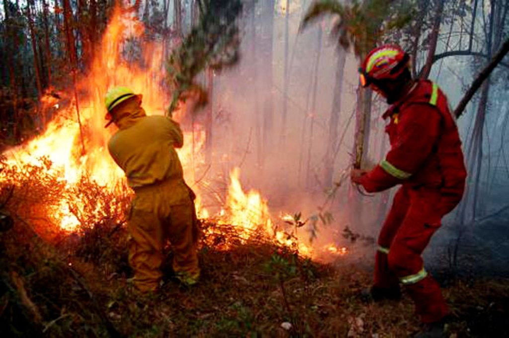 Más de 118 mil hectáreas afectadas por incendios forestales Más de 118 mil hectáreas afectadas por incendios forestales